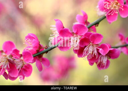 Prunus japanische Aprikose 'Beni - chidori'. Duftende Blüten von Prunus 'Beni - chidori', auch Japanische Aprikose, im späten Winter, Großbritannien Stockfoto