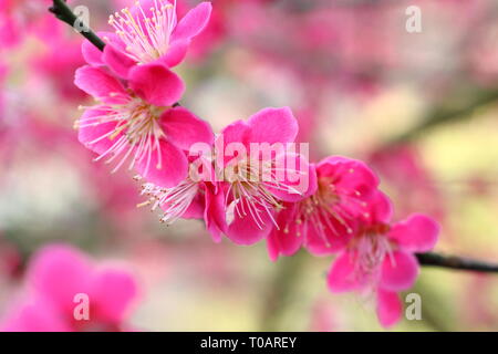 Prunus japanische Aprikose 'Beni - chidori'. Duftende Blüten von Prunus 'Beni - chidori', auch Japanische Aprikose, im späten Winter, Großbritannien Stockfoto