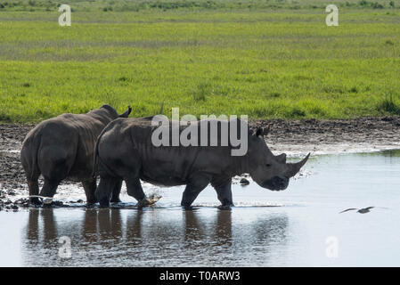 Zwei südlichen weißen Nashörnern, Rhinocerotidae)), Spaziergang durch einen kleinen Teich im Lake Nakuru, Kenia Stockfoto