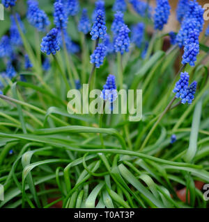 Traubenhyazinthen Muscari x Valerianum hellen blauen glockenförmigen Blüten im Frühling Stockfoto