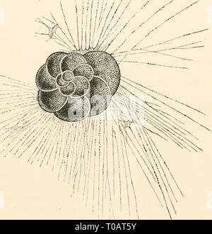 Elementares Lehrbuch der Zoologie (1884) Stockfoto