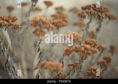 Trockene braun Bush Blüten im Herbst Garten. Stockfoto