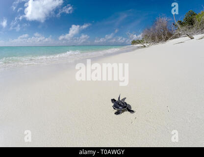 Kleines Baby Green Turtle auf einer Malediven Insel Strand Stockfoto