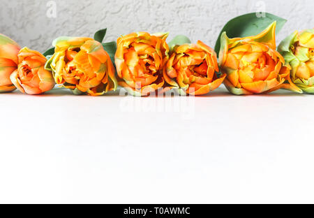 Reihe von schönen orange Tulpen auf weißem Hintergrund. Perfekt für Hintergrund Grußkarte Stockfoto