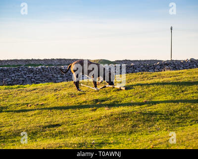 Ein junger Hund der Rasse American Staffordshire im Frühjahr in das Feld Stockfoto