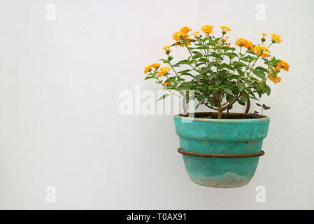 Gelb Orange Lantana Blüten im Türkis Pflanzmaschine hängen an der weißen Wand Stockfoto