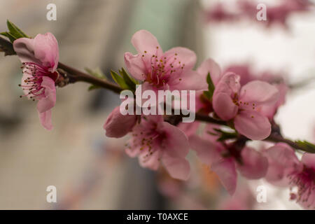 Peach Blossom, Feder Evangelium Stockfoto