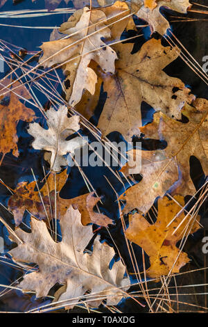 Ganz nah an der herbstlichen gefallen Kalifornien schwarz Eichenlaub auf der Wasseroberfläche, Yosemite National Park, Kalifornien, USA Stockfoto