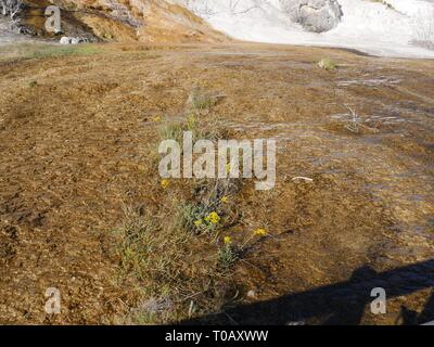 Muster durch das heiße Wasser geschaffen, die sich aus den Mammoth Hot Springs, Yellowstone National Park. Stockfoto