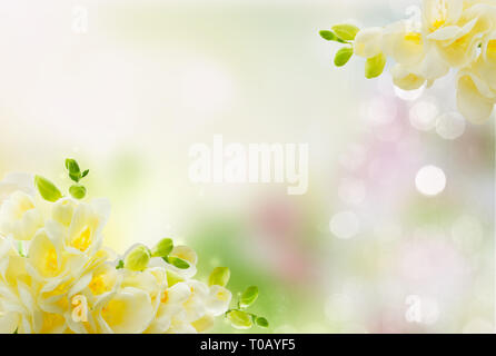 Freeseia frische Blumen Stockfoto