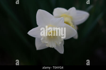 Weiße Ostern Lily mit grünen Blättern im Hintergrund. Lily isoliert von Pflanzen. Stockfoto