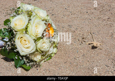 Nahaufnahme der ägyptischen Wüste agama Lizard in rauen ariden Umgebung mit Blumenstrauß der Hochzeit Blumen Stockfoto