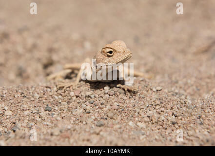 Closeup Detail der ägyptischen Wüste agama Lizard in rauen ariden Umgebung Stockfoto