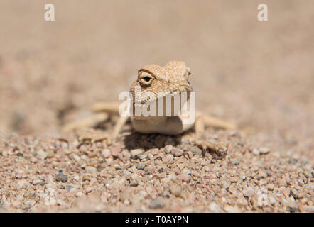 Closeup Detail der ägyptischen Wüste agama Lizard in rauen ariden Umgebung Stockfoto