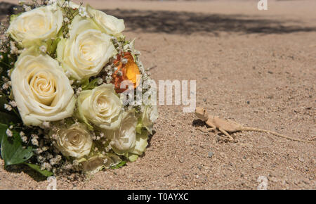 Nahaufnahme der ägyptischen Wüste agama Lizard in rauen ariden Umgebung mit Blumenstrauß der Hochzeit Blumen Stockfoto