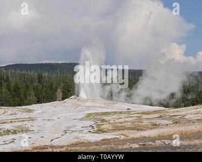 Ein breiter Schuss Dampf und Wasser schießt aus, als Old Faithful Geysir im Yellowstone National Park in Wyoming ausbricht. Stockfoto