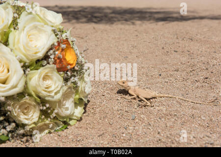 Nahaufnahme der ägyptischen Wüste agama Lizard in rauen ariden Umgebung mit Blumenstrauß der Hochzeit Blumen Stockfoto