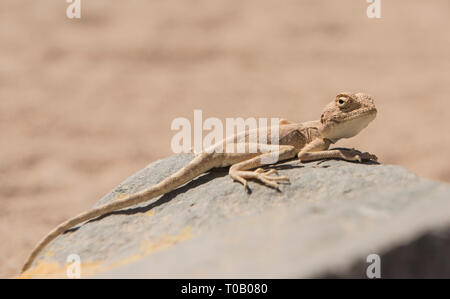 Closeup Detail der ägyptischen Wüste agama Echse auf einem Felsen in der rauen ariden Umgebung Stockfoto