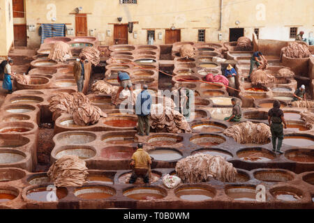 Arbeiter produzieren und Färben von Leder in traditioneller Weise an der Chouara Gerberei. Fez, Marokko Stockfoto