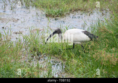 Heiliger Ibis (Threskiornis aethiopicus) Nahrungssuche im Sumpfland, Amboseli, Kenia Stockfoto