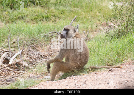 Mann Gelb baboon (Papio cynocephalus), Amboseli National Park, Kenia Stockfoto
