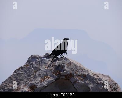 Silhouette eines schwarzen Vogels, der auf einem großen Felsen am Grand Canyon in Arizona, USA, thront. Stockfoto