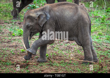 Ein junger Elefant kühlt sich ab von der Hitze, die sich im Schlamm aus einem kleinen Pool in Udawalawe National Park in der südlichen Provinz von Sri Lanka. Stockfoto