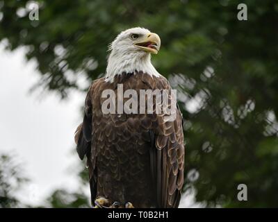 Weißkopfseeadler thront auf einem Post, mit leicht seitlich nach rechts auf der Suche Stockfoto