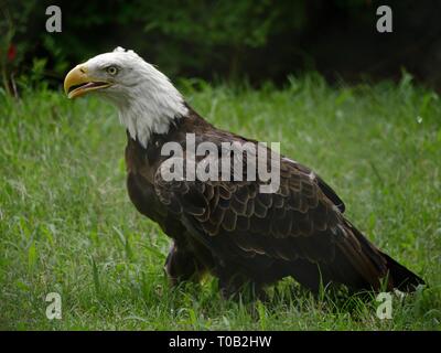 Mittlere Weite Einstellung auf ein Weißkopfseeadler ständigen seitwärts im Gras Stockfoto