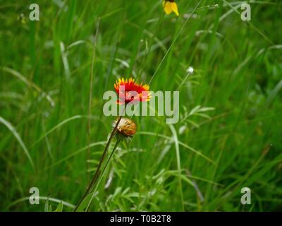 Seite Ansicht von oben Gaillardia pulchella oder indische Decke Blumen in ein grünes Feld Stockfoto