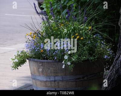 Holz- Topf mit einer Auswahl an Weiß-, Gelb- und Lavendelblüten gefüllt Stockfoto