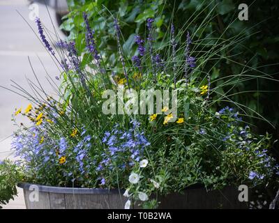 Nahaufnahme von einem hölzernen Topf mit einer Auswahl an Weiß-, Gelb- und Lavendelblüten gefüllt Stockfoto