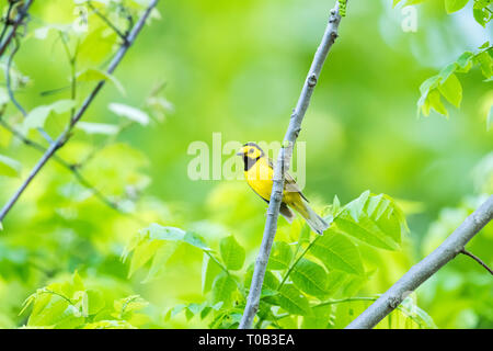 Erwachsene männliche Hooded Warbler Stockfoto