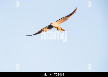 z Stockfoto