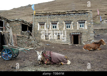 Traditionelle Tibetische Haus in einem Dorf mit einem Yak und Pferd liegen auf der Straße, Tagong, Sichuan, China Stockfoto