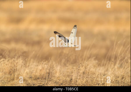 Sumpfohreule fliegt über die Farm Felder in die Suche nach der nächsten Mahlzeit Stockfoto