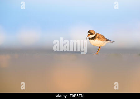 Nach Semipalmated Plover ziehen ein Wurm aus dem Sand Stockfoto