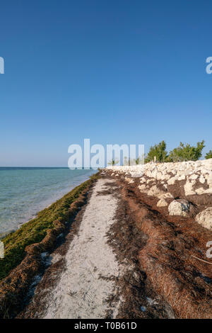 Bahia Honda State Park in den Florida Keys gibt es eine Menge Seegras am Strand angespült. Sie sind nicht berechtigt, ihn zu entfernen, da sie dazu beiträgt, die Erosion zu verhindern. Stockfoto