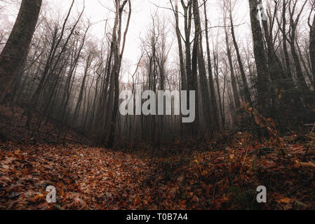 Toten und sterbenden Bäume stehen hoch nach Abwurf der Blätter während der Jahreszeit. Great Smoky Mountains National Park. Stockfoto