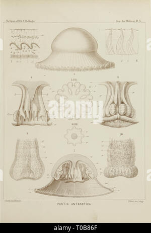 Aus Bericht über Deepsea Medusae ausgebaggert von Challenger in den Jahren Challenger Expedition berichte Ernst Haeckel PDChallenger Bericht Hochgeladen mit Bericht über die DeepSea Medusae Ptychogastria Polaris Stockfoto