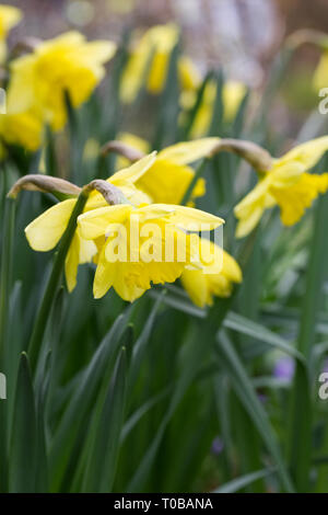 Narcissus in einem englischen Garten. Stockfoto