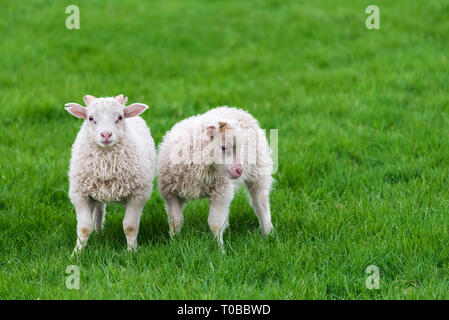 Zwei weiße Schafe auf einem Hintergrund von saftigen grünen Gras. Weide in Island Stockfoto