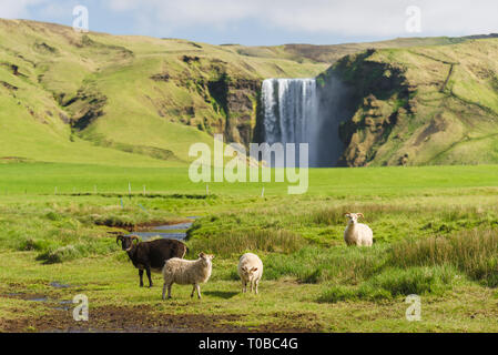 Skogafoss Wasserfall. Schafe auf der Weide. Sommer Landschaft an einem sonnigen Tag. Erstaunlich in der Natur Stockfoto