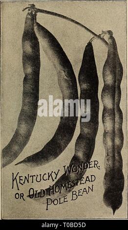 Dreer's Garten Buch 1919 (1919) Dreer's Garten Buch 1919 dreersgardenbook 1919 henr Jahr: 1919 Haricots ein rames, Fr. Pol LIMABOHNEN Frijol vastago, Sp. Kultur.-Pol Limas am besten in einem sandigen Lehm, und wenn Saison ist geeignet, kann über den 1. Mai gepflanzt werden. Stellen Sie die Pole um 4 Meter auseinander pro Weg und Werk 4 bis 6 Bohnen, Auge nach unten um jeden Pol, und wenn die Pflanzen sind, dünne, 3 Pflanzen an einer Stange. Klemmen Sie weg die endet, wenn Anlagen über - die Oberen der Polen. Es ist auch ein Shovelful der reiche, leichte, gut verrotteten Kompost zu jedem Hügel. Ein Pfund samen Pflanze 75 bis 100 Hügel. Mater Stockfoto