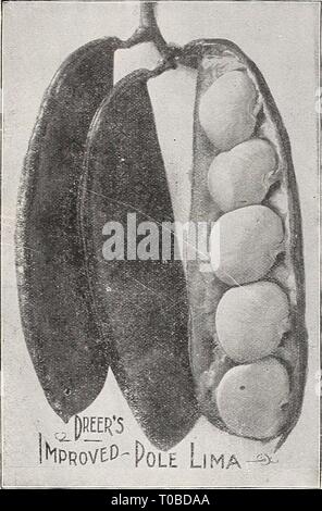 Dreer's Garten Buch 1918 (1918) Dreer's Garten Buch 1918 dreersgardenbook henr 1918 Jahr: 1918 14 Stangen Bolincn, Ger. Pol LIMA BEANS Haricots ein rames, Fr. Frijol vastago, Sp. Kultur.-Pol Limas tun, am besten in einer sandigen Lehm und wenn Saison ist geeignet kann gepflanzt werden über den 1. Mai. Stellen Sie die Pole um 4 Meter auseinander pro Weg und Werk 4 bis 6 Bohnen, Auge nach unten um jeden Pol und wenn Pflanzen sind, dünne, 3 Pflanzen an einer Stange. Klemmen Sie weg die endet, wenn Anlagen über - die Oberen der Polen. Es ist auch ein Shovelful der reiche, leichte, gut verrotteten Kompost zu jedem Hügel. Ein Pfund Samen Pflanzen Stockfoto