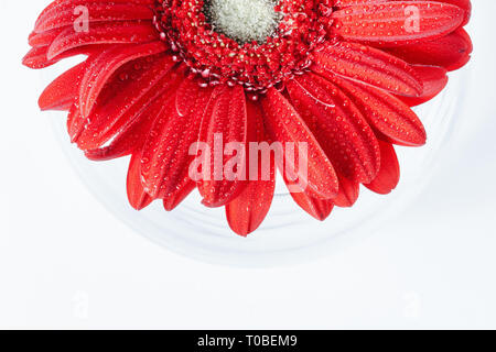 Close up Zusammenfassung von einem roten Gerbera daisy auf weißem Hintergrund in eine Vase mit Wasser Stockfoto