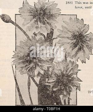 Dreer's Garten Buch 1917 (1917) Dreer's Garten Buch 1917 dreersgardenbook 1917 henr Jahr: 1917 Chinesische Woolflowek (Celosia Chilusi) chinesische WOOiFLOWER. (Celosia Childsi.) 1865 Dies ist eine einzigartige Form der gefiederten Cockscomb, wachsen - ing zwei bis drei Meter hoch, durch so viel durch, jeder Zweig mit einem großen Kopf der Reichen crimson Flow beendet - ers, die aussehen, als wenn aus seidig-wolle Material, und die sind schön in unserer Abbildung gezeigt. Nicht nur in Betten oder Grenzen, aber höchst interessante und wertvolle zum Schneiden, da sie getrocknet werden kann, und ihre helle Farbe für Wochen behalten. Stockfoto