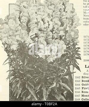 Dreer's Garten Buch 1924 (1924) Dreer's Garten Buch 1924 dreersgardenbook 1924 henr Jahr: 1924 Dreer des Long-Spurred Aquilegi..^ oder Columbine Antirrhinum, die F-wn ANTIRRHINUM (Snapdragon innerhalb der letzten paar Jahre Snapdragons immens populär geworden. Dies ist nicht auf die Frage an, wie sein, ob für das Schneiden oder für die Show im Garten verwendet, die eine der wertvollsten Blüten, die leicht aus Samen gezogen werden kann. Wir bieten zwei verschiedene Arten, das grosse - Blühende, hoch wachsenden oder Riesen, und der ebenso Großblütigen, halb Zwerg Vielfalt. In unseren Prüfungen die Saat aus Türen der Fir Stockfoto