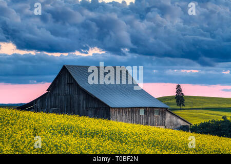 Mit der Kombination der Goldenen Stunde, dynamische lighing, dramatische clousd und Sonnenuntergang, Ich wusste, ich hatte meine Kamera heraus und Schießen zu erhalten. Die Raps/Canola Stockfoto