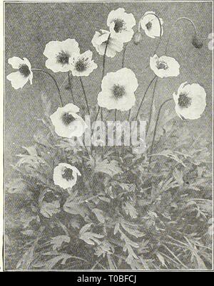 Dreer's Garten Buch 1930 (1930) Dreer's Garten Buch 1930 dreersgardenbook 1930 henr Jahr: 1930 African Marigold Orange Prince zwei prächtige afrikanische Ringelblumen Die beiden Sorten unter angeboten werden, sind für uns von einem Fachmann angebaut und sind ohne Zweifel die besten der großen - Blühende afrikanische Art, und Wachsen fast 2 Meter hoch, wobei die kontinuierliche Abfolge von Frühsommer bis harten Frost große perfekt doppelte Blüten. 3084 Orange Prinz. Große Kugel - geformte Blüten von glitzernden deep Golden Orange. 15 cts. pro Pck.; 50 cts. pro Unze.; 1,50 $ pro Unze. 3085 Lemon Queen. Immense doppelte Blüten o Stockfoto